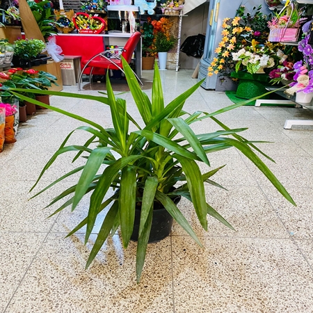 Saksı Çiçeği Çelik Yukka
